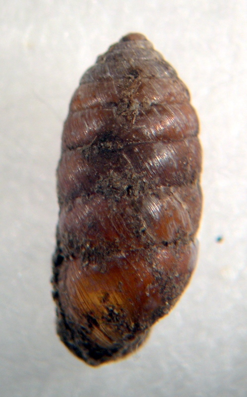 Orcula dolium (Draparnaud, 1801)